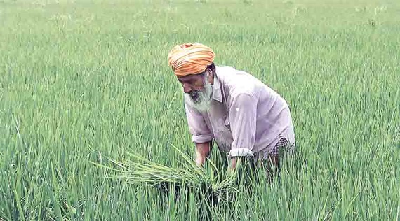 farmer in rice